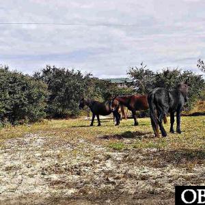 Photo #4 of 2126 Sandpiper Road, Corolla, NC 0.4 acres