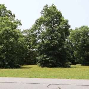 Photo #16 of 112 Aviator Drive, Maple, NC 0.9 acres