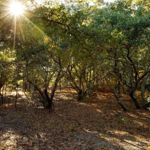 Photo #9 of 2312 False Cape Road, Corolla, NC