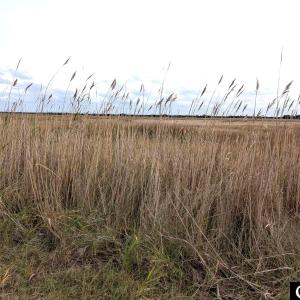 Photo #4 of 231 Jackson Circle, Ocracoke, NC 0.2 acres