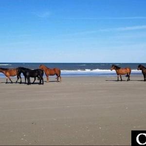 Photo #3 of 1649 Sandfiddler Road, Corolla, NC 0.8 acres