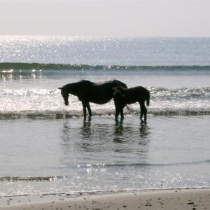 Photo #9 of 2166 Sandfiddler Road, Corolla, NC 0.9 acres