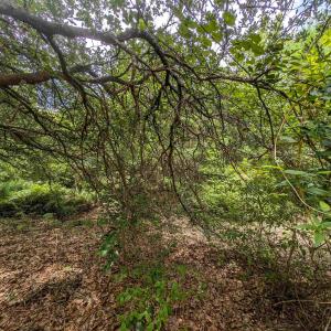 Photo #10 of 2362 Sandpiper Road, Corolla, NC 0.3 acres