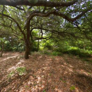 Photo #11 of 2362 Sandpiper Road, Corolla, NC 0.3 acres
