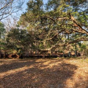 Photo #23 of 269 Hillcrest Drive, Southern Shores, NC 1.2 acres