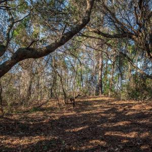 Photo #18 of 269 Hillcrest Drive, Southern Shores, NC 1.2 acres