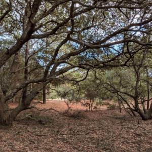 Photo #5 of 2226 Sailfish Road, Corolla, NC