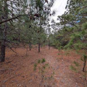 Photo #8 of 2226 Sailfish Road, Corolla, NC