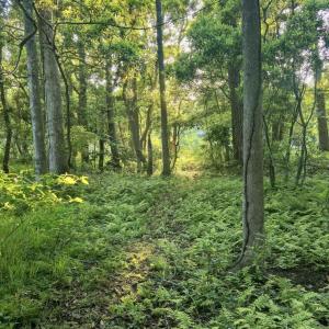 Beautiful Mature Foliage