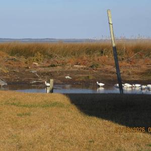 Photo #36 of 118 Dolphin Court, Grandy, NC