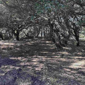 Photo #10 of 970 Harbor View, Corolla, NC 0.2 acres