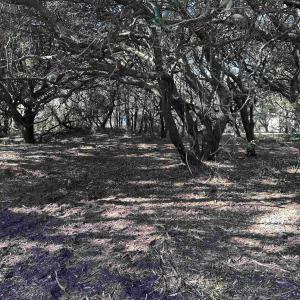 Photo #3 of 970 Harbor View, Corolla, NC 0.2 acres