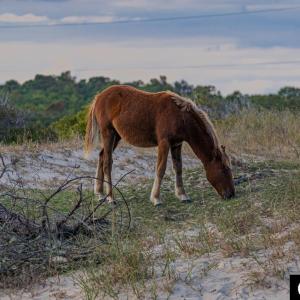 Photo #12 of 574 Live Oak Court, Corolla, NC 0.5 acres