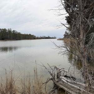 Photo #1 of 12 Sessoms Drive, Scranton, NC 8.5 acres