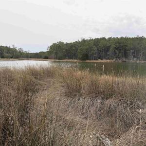 Photo #3 of 12 Sessoms Drive, Scranton, NC 8.5 acres