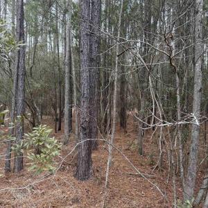 Photo #4 of 12 Sessoms Drive, Scranton, NC 8.5 acres