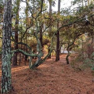 Photo #12 of 2368 Swan Island Road, Corolla, NC 0.3 acres