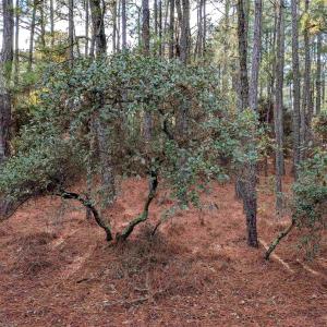 Photo #9 of 2368 Swan Island Road, Corolla, NC 0.3 acres