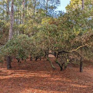 Photo #8 of 2368 Swan Island Road, Corolla, NC 0.3 acres