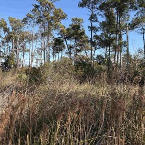 Photo #4 of Cahoon Road, Manns Harbor, NC 9.6 acres