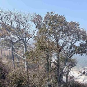 Photo #1 of Cahoon Road, Manns Harbor, NC 9.6 acres