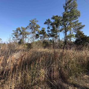Photo #5 of Cahoon Road, Manns Harbor, NC 9.6 acres