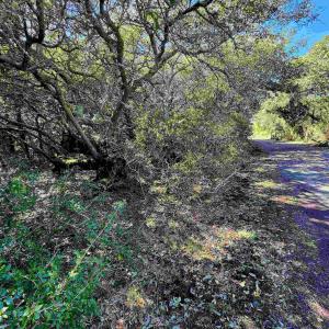 Photo #7 of 23875 NC Highway 12, Rodanthe, NC 0.7 acres