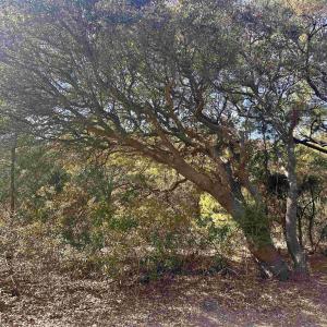 Photo #2 of 2392 Sandpiper Road, Corolla, NC 0.3 acres