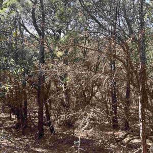 Photo #12 of 2314 Sandpiper Road, Corolla, NC 0.3 acres