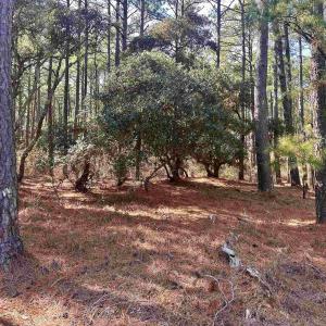 Photo #8 of 2322 Ocean Pearl Road, Corolla, NC 0.3 acres