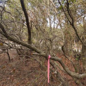 Photo #23 of 2356 Sandpiper Road, Corolla, NC 0.3 acres