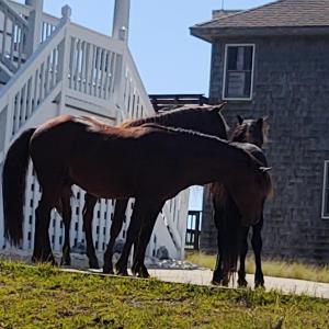 Photo #30 of 2356 Sandpiper Road, Corolla, NC 0.3 acres