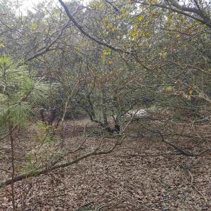 Photo #21 of 2356 Sandpiper Road, Corolla, NC 0.3 acres