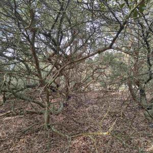 Photo #20 of 2356 Sandpiper Road, Corolla, NC 0.3 acres