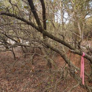 Photo #22 of 2356 Sandpiper Road, Corolla, NC 0.3 acres