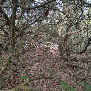 Photo #19 of 2356 Sandpiper Road, Corolla, NC 0.3 acres