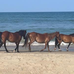 Photo #27 of 2356 Sandpiper Road, Corolla, NC 0.3 acres