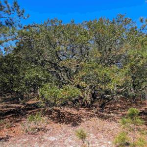 Photo #6 of 2206 Teal Road, Corolla, NC 0.3 acres