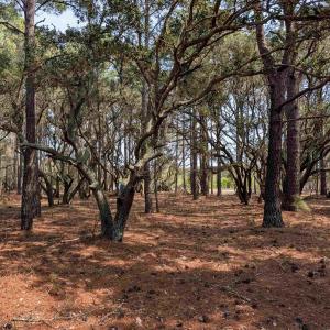 Photo #15 of 2021 Sea Gull Road, Corolla, NC 0.3 acres