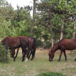Photo #16 of 2021 Sea Gull Road, Corolla, NC 0.3 acres