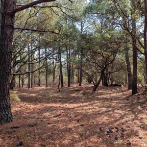 Photo #4 of 2021 Sea Gull Road, Corolla, NC 0.3 acres