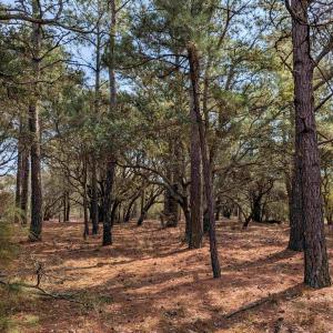 Photo #12 of 2021 Sea Gull Road, Corolla, NC 0.3 acres