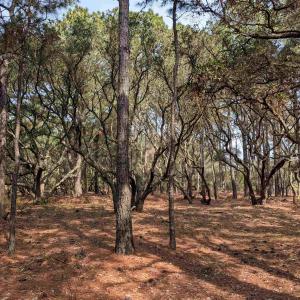Photo #6 of 2021 Sea Gull Road, Corolla, NC 0.3 acres