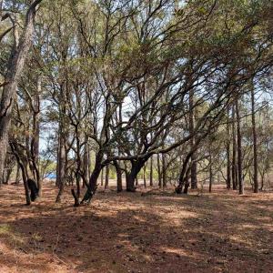 Photo #5 of 2021 Sea Gull Road, Corolla, NC 0.3 acres