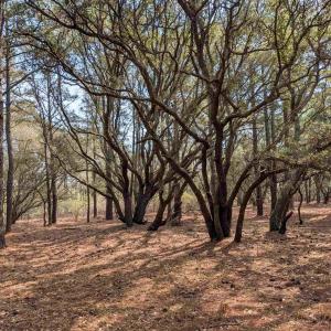 Photo #10 of 2021 Sea Gull Road, Corolla, NC 0.3 acres