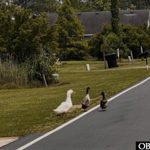 Photo #12 of Bayview Drive, Stumpy Point, NC 0.3 acres