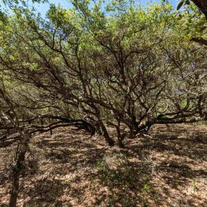 Photo #9 of 2256 Sandpiper Road, Corolla, NC 0.3 acres