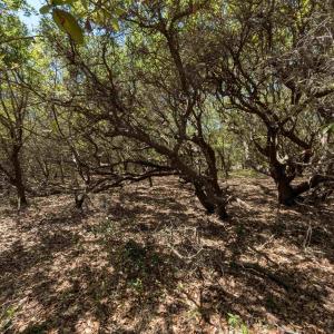 Photo #10 of 2256 Sandpiper Road, Corolla, NC 0.3 acres