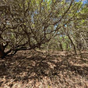 Photo #11 of 2256 Sandpiper Road, Corolla, NC 0.3 acres