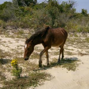 Photo #13 of 2256 Sandpiper Road, Corolla, NC 0.3 acres
